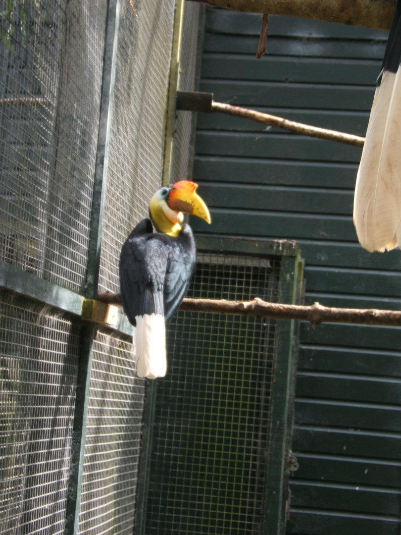 Wrinkled Hornbill 30/07/2017