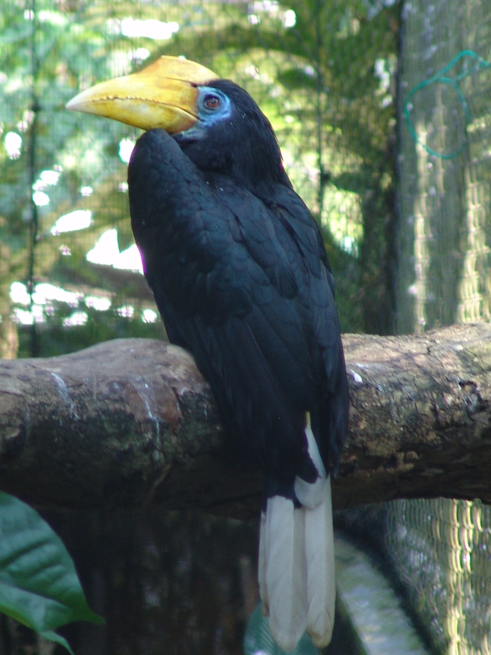 Wrinkled Hornbill (Aceros corrugatus) female