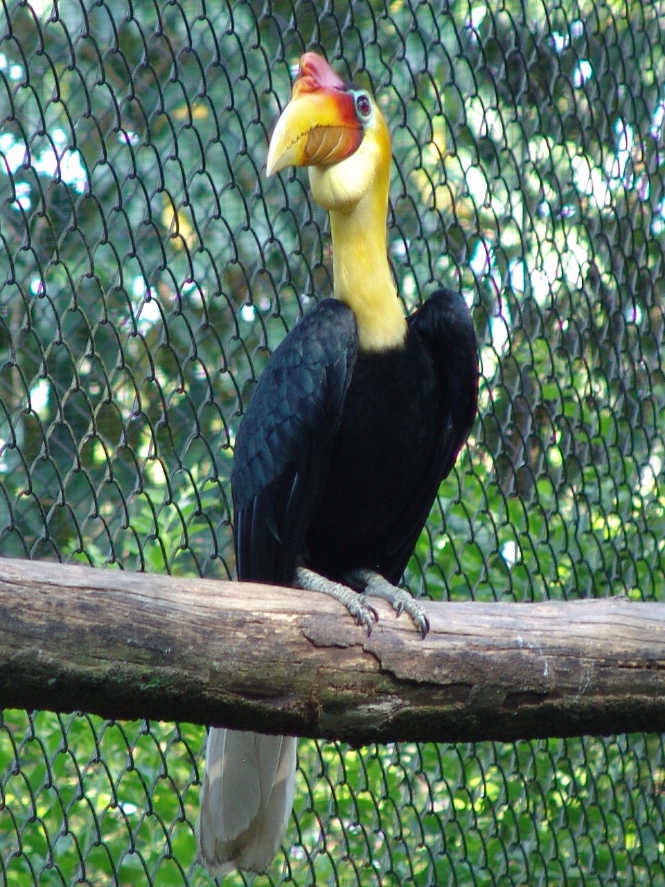 Wrinkled Hornbill (Aceros corrugatus) male