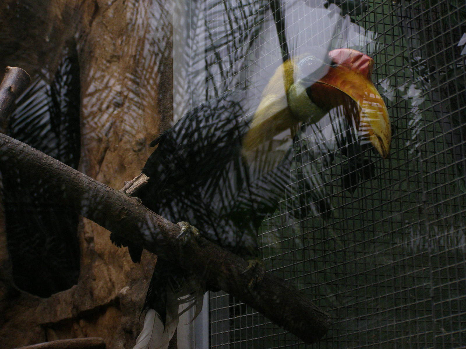 wrinkled hornbill (Aceros corrugatus)