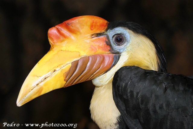 Wrinkled hornbill (Aceros corrugatus)