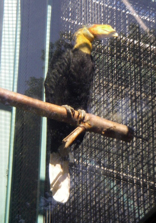 Wrinkled Hornbill (Aceros corrugatus)