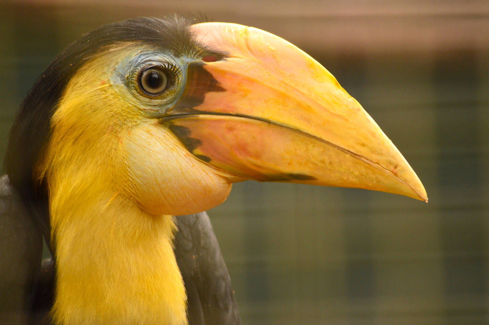 Wrinkled Hornbill - Aceros Plicatus