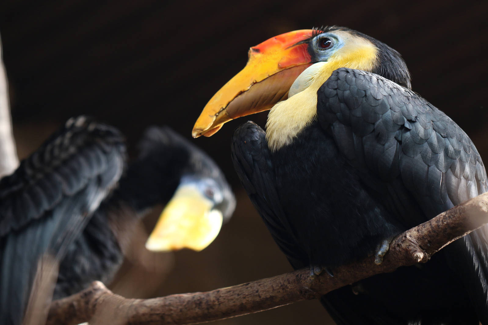 Wrinkled Hornbill at Chester 14/02/2016