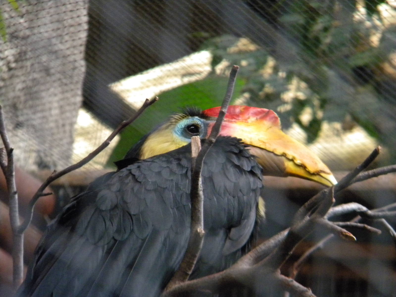 Wrinkled Hornbill at Chester Zoo 11/06/11