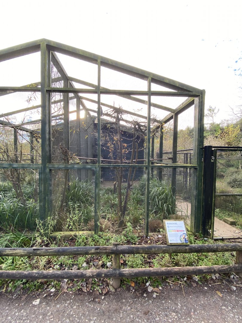 Wrinkled hornbill aviary 201121