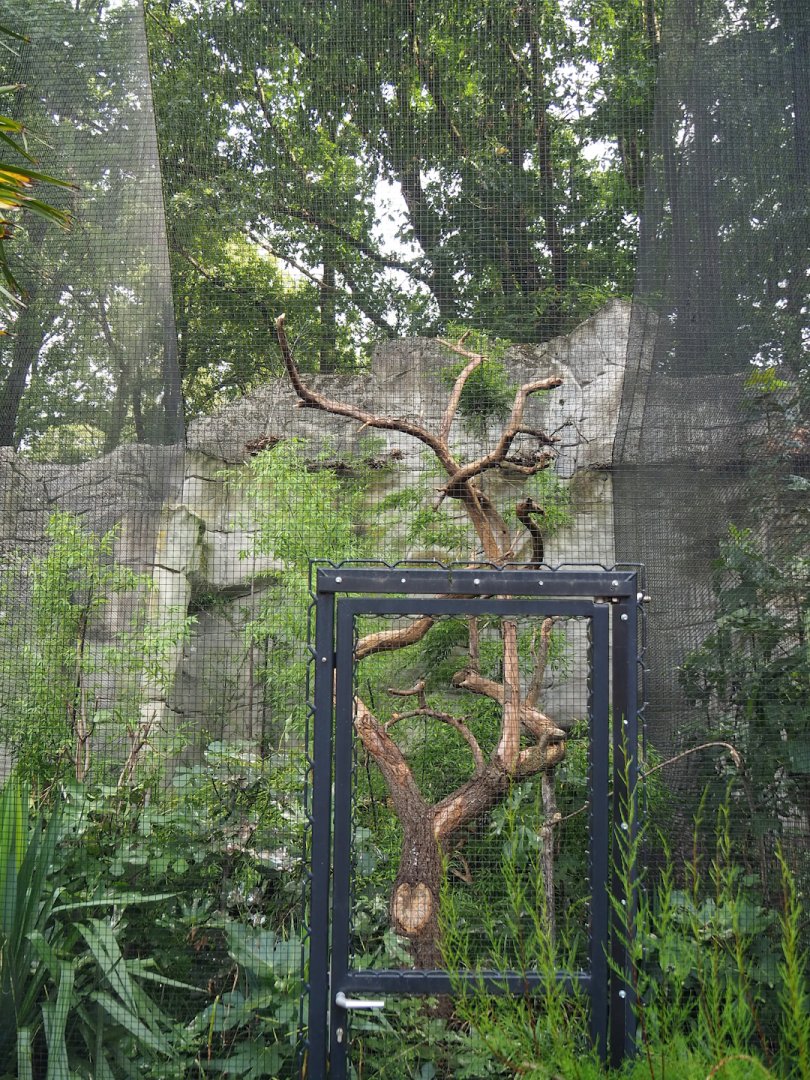 Wrinkled hornbill aviary, 2023-08-17