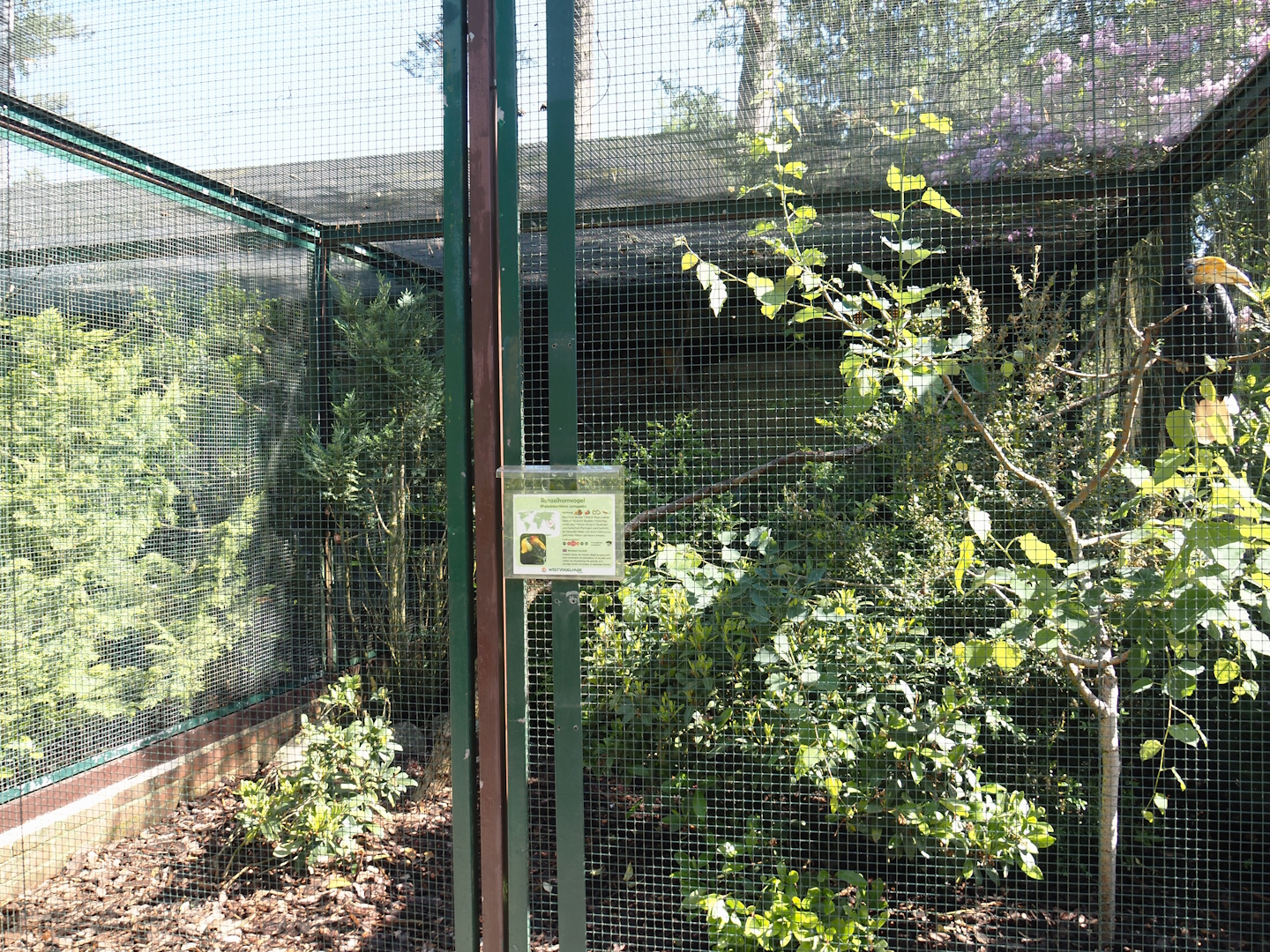 Wrinkled hornbill aviary, 2024-05-23