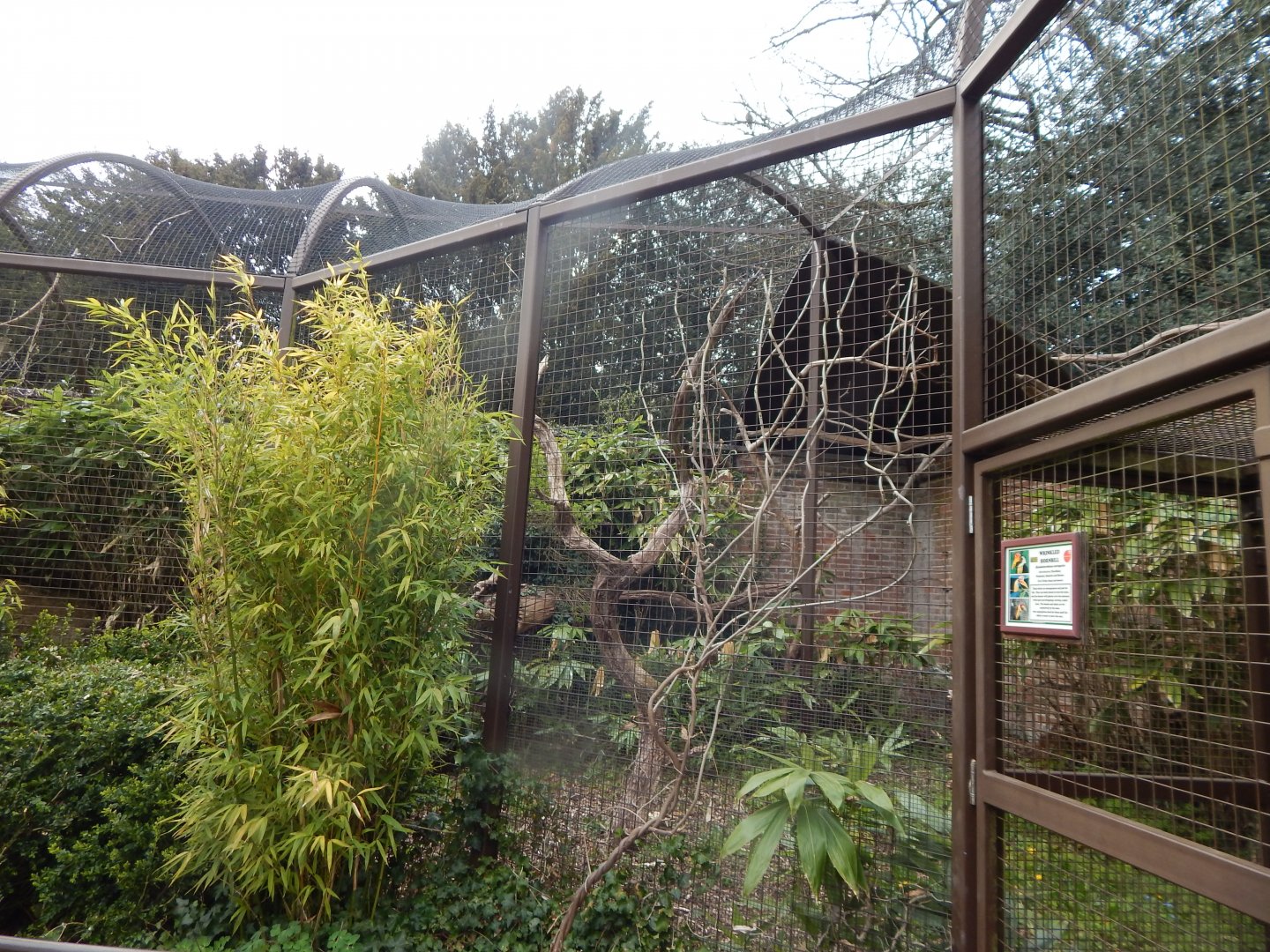 Wrinkled hornbill aviary 210421