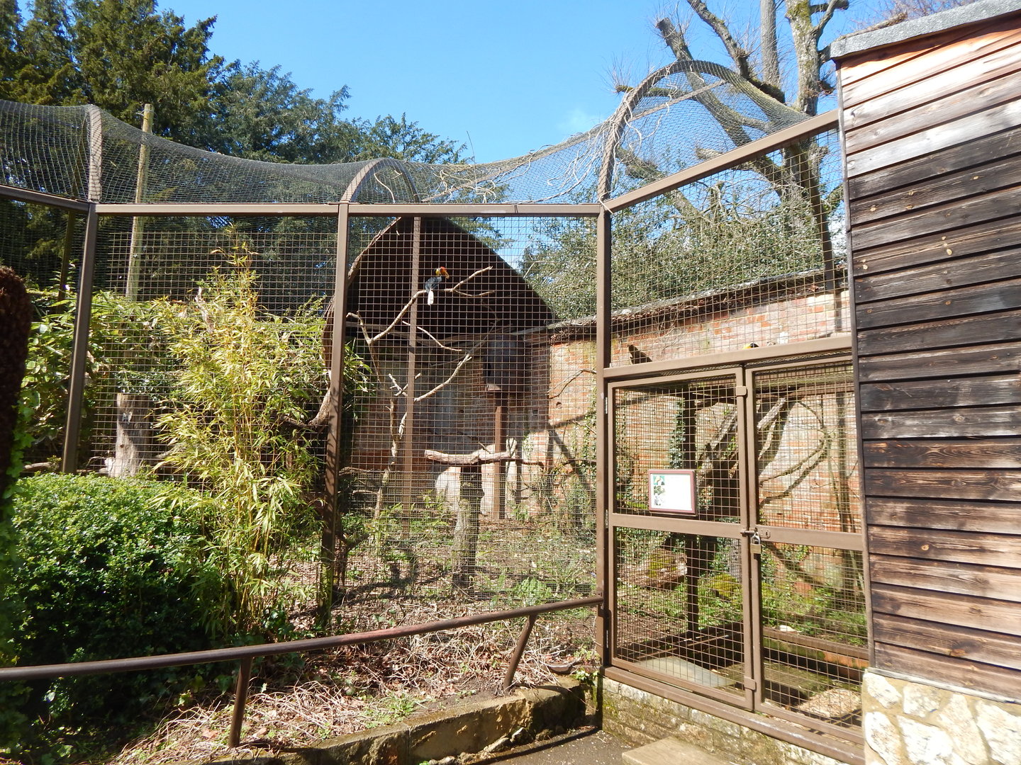 Wrinkled hornbill aviary 280423