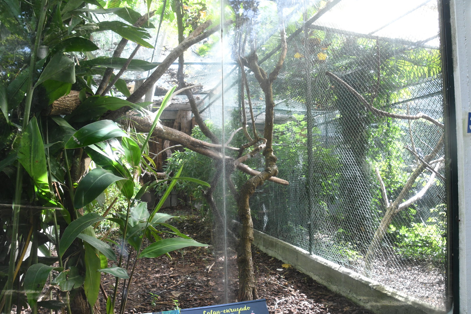 Wrinkled Hornbill Aviary (Zoo Lourosa)