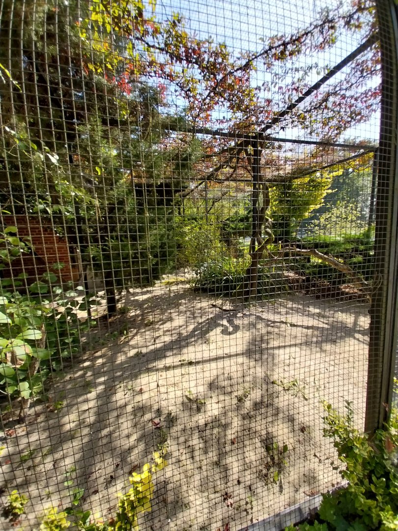 Wrinkled hornbill aviary