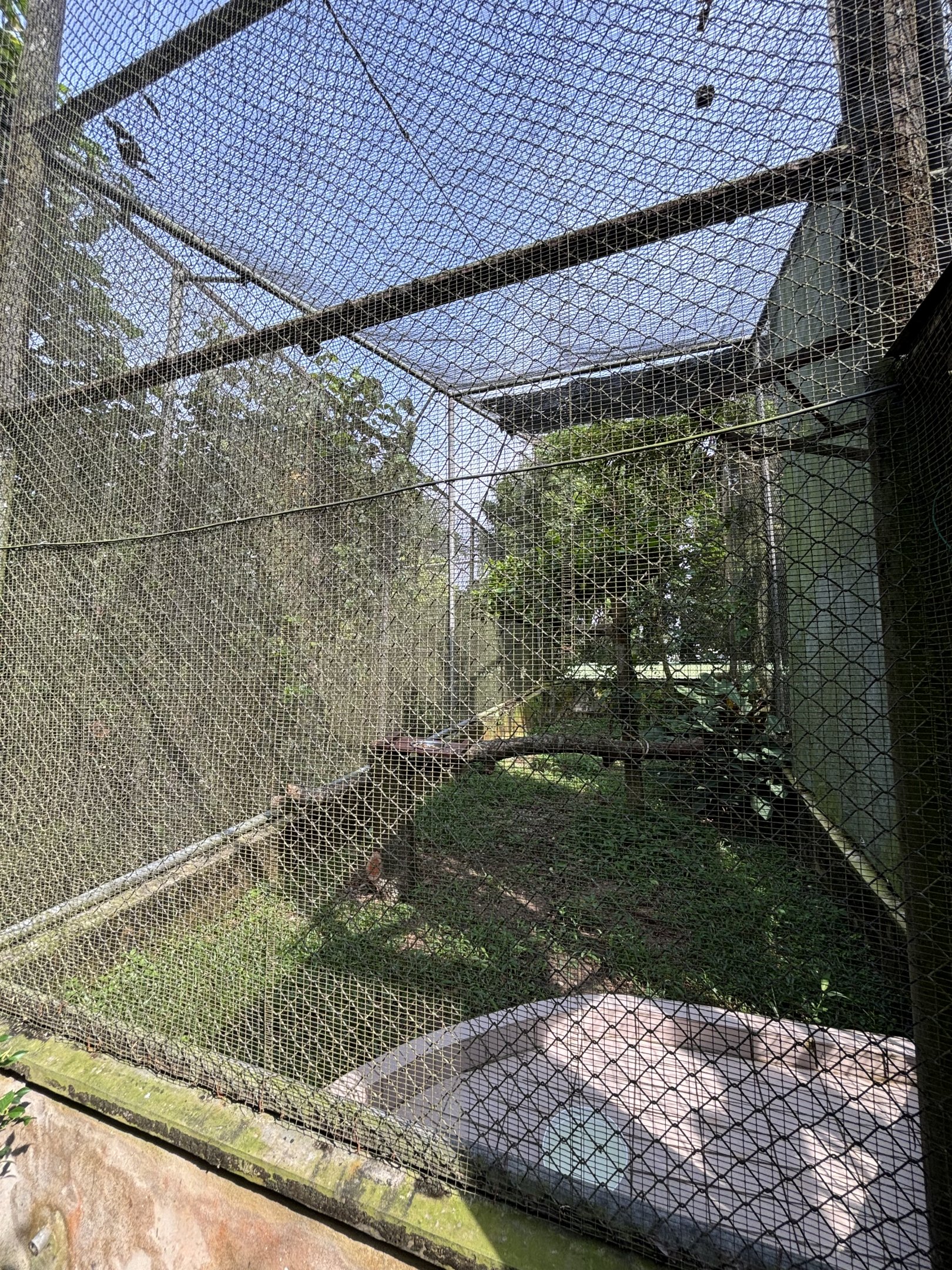 Wrinkled Hornbill Aviary