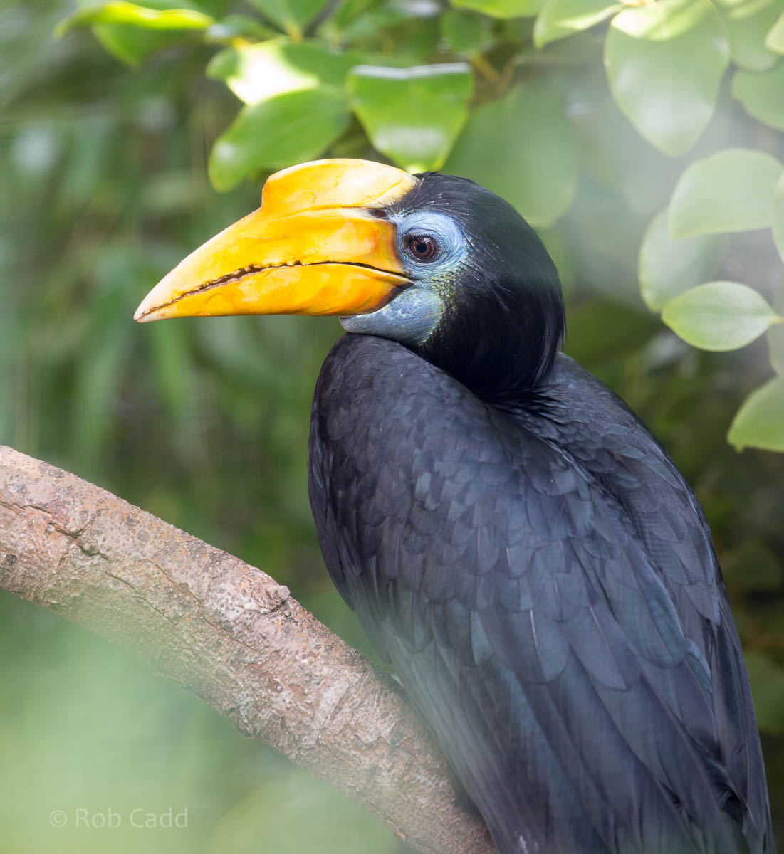 Wrinkled hornbill : Bristol : 22 Sep 2015