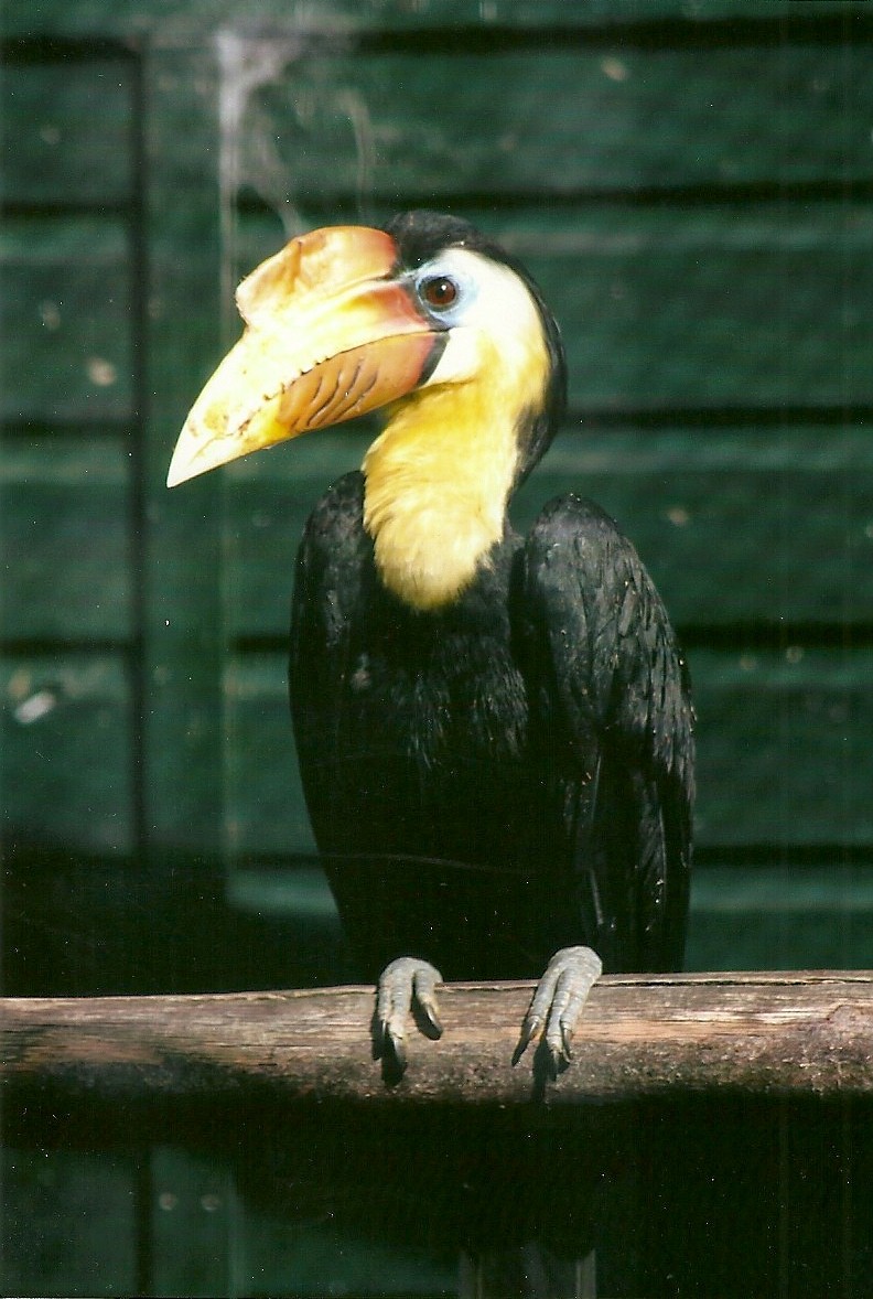 Wrinkled Hornbill cock 14th September 2012