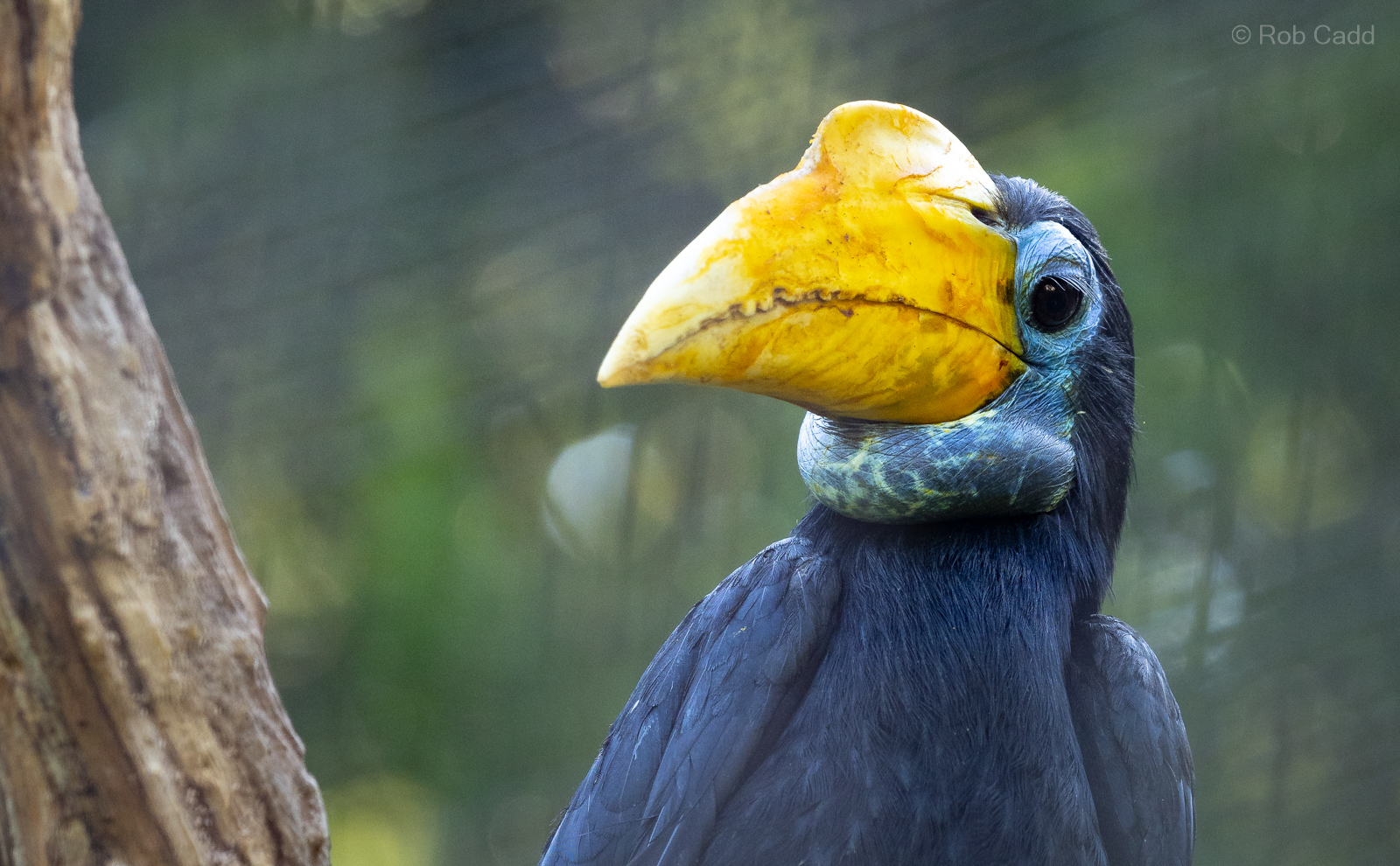 Wrinkled hornbill : Cotswold WP : 09 May 2024