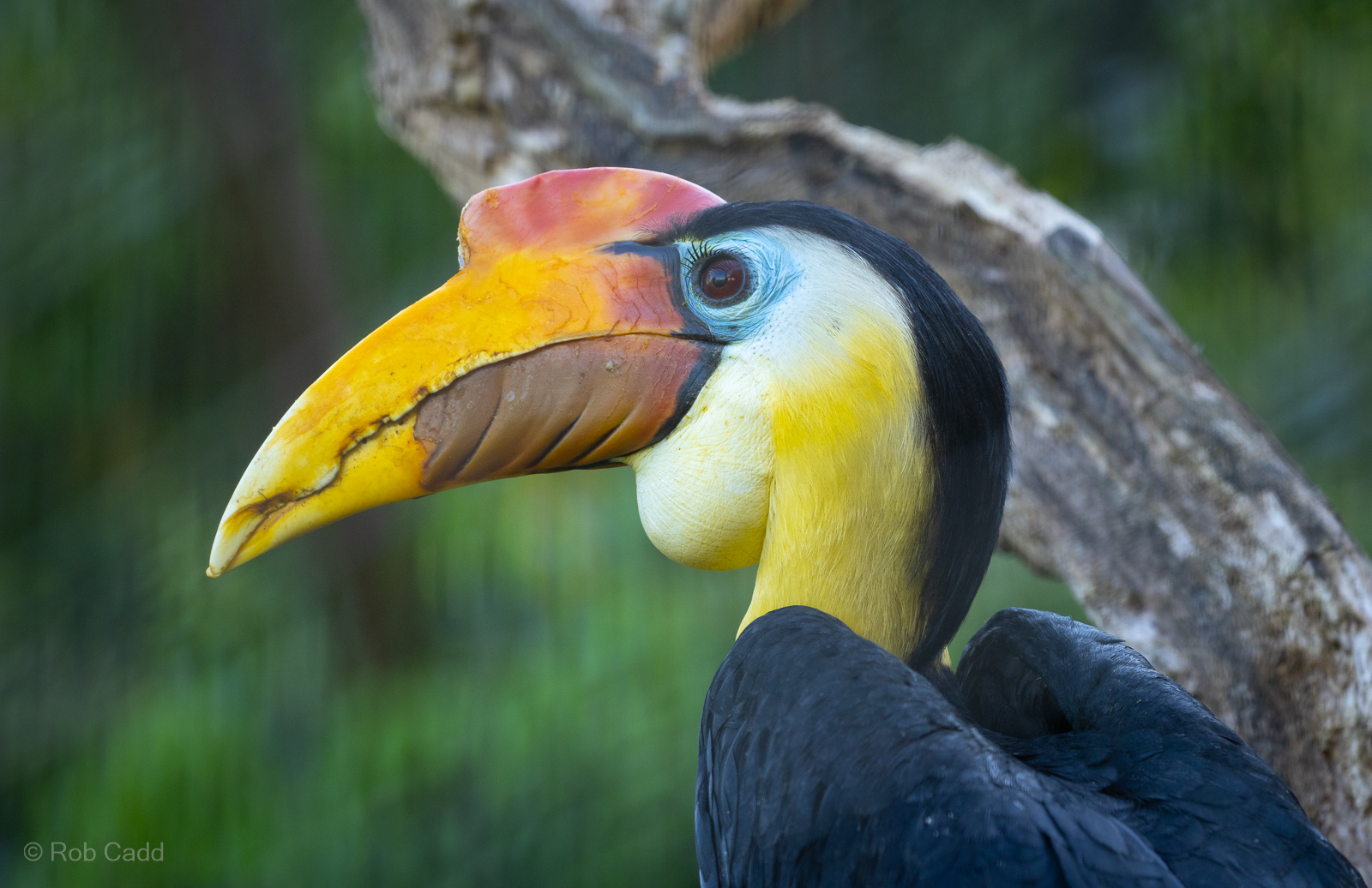 Wrinkled hornbill : Cotswold WP : 09 May 2024