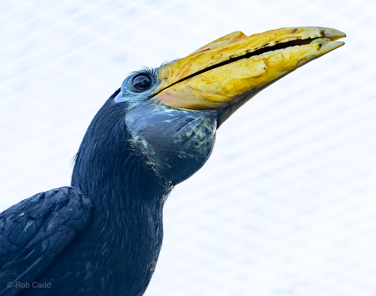 Wrinkled hornbill : Cotswold WP : 09 May 2024