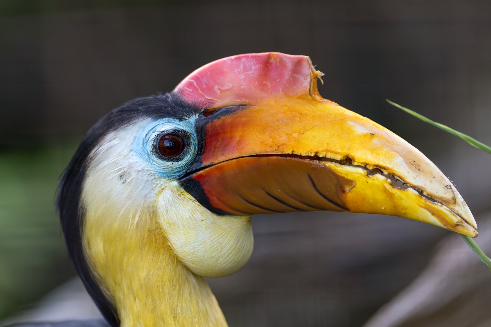 Wrinkled hornbill, CWP, UK