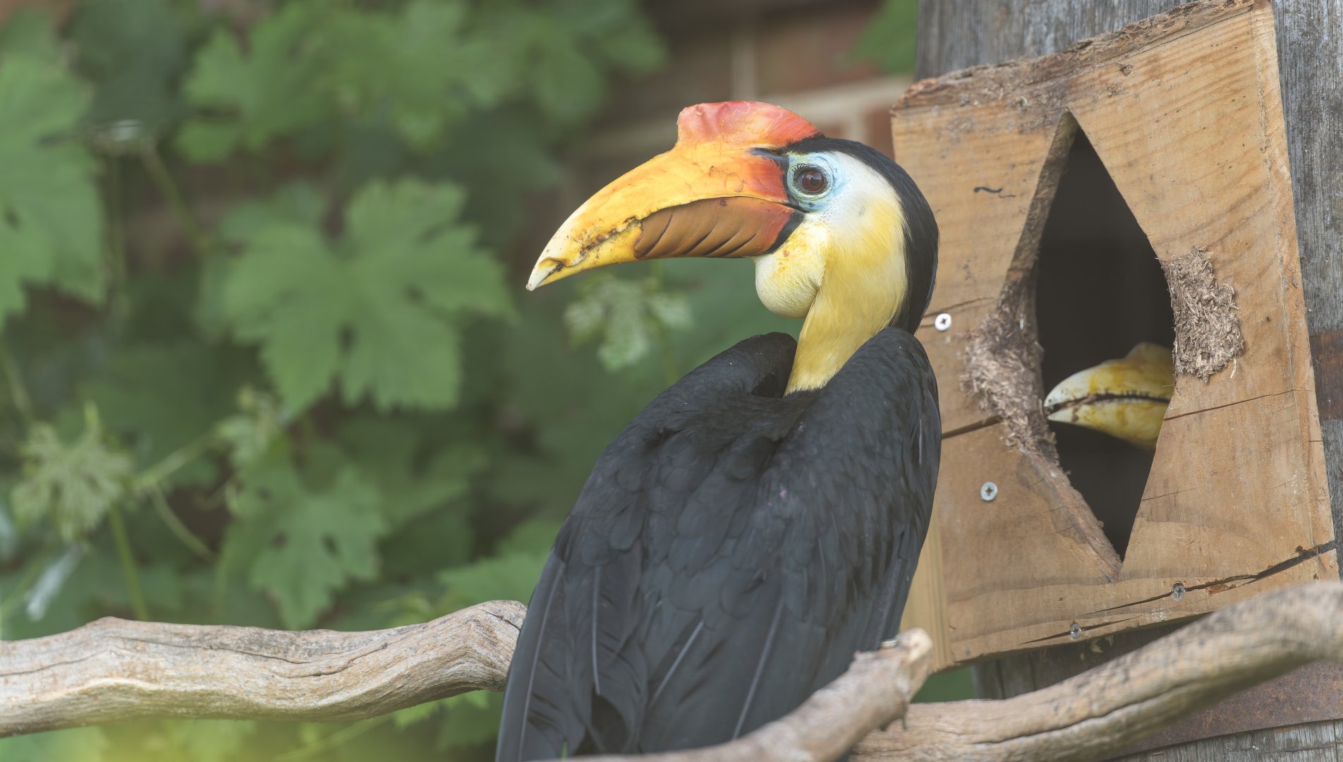 Wrinkled Hornbill, CWP, UK
