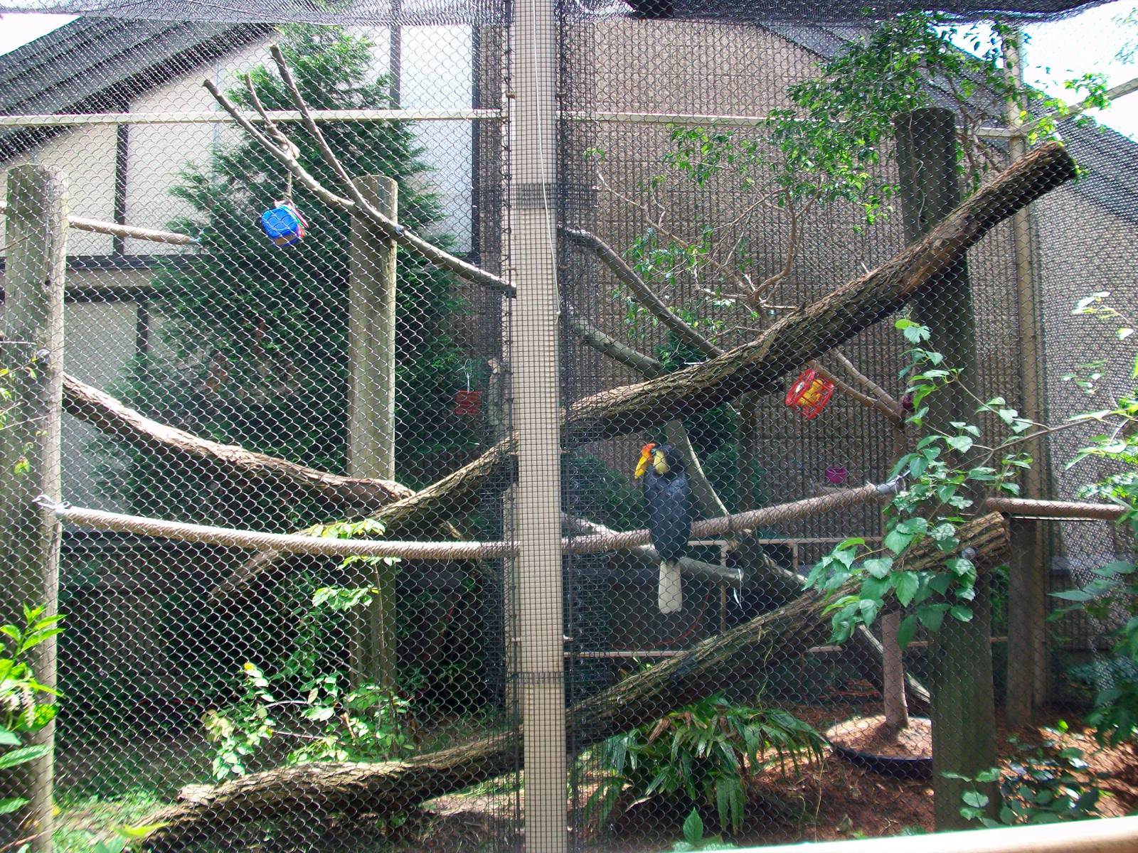 Wrinkled Hornbill Exhibit - 2009