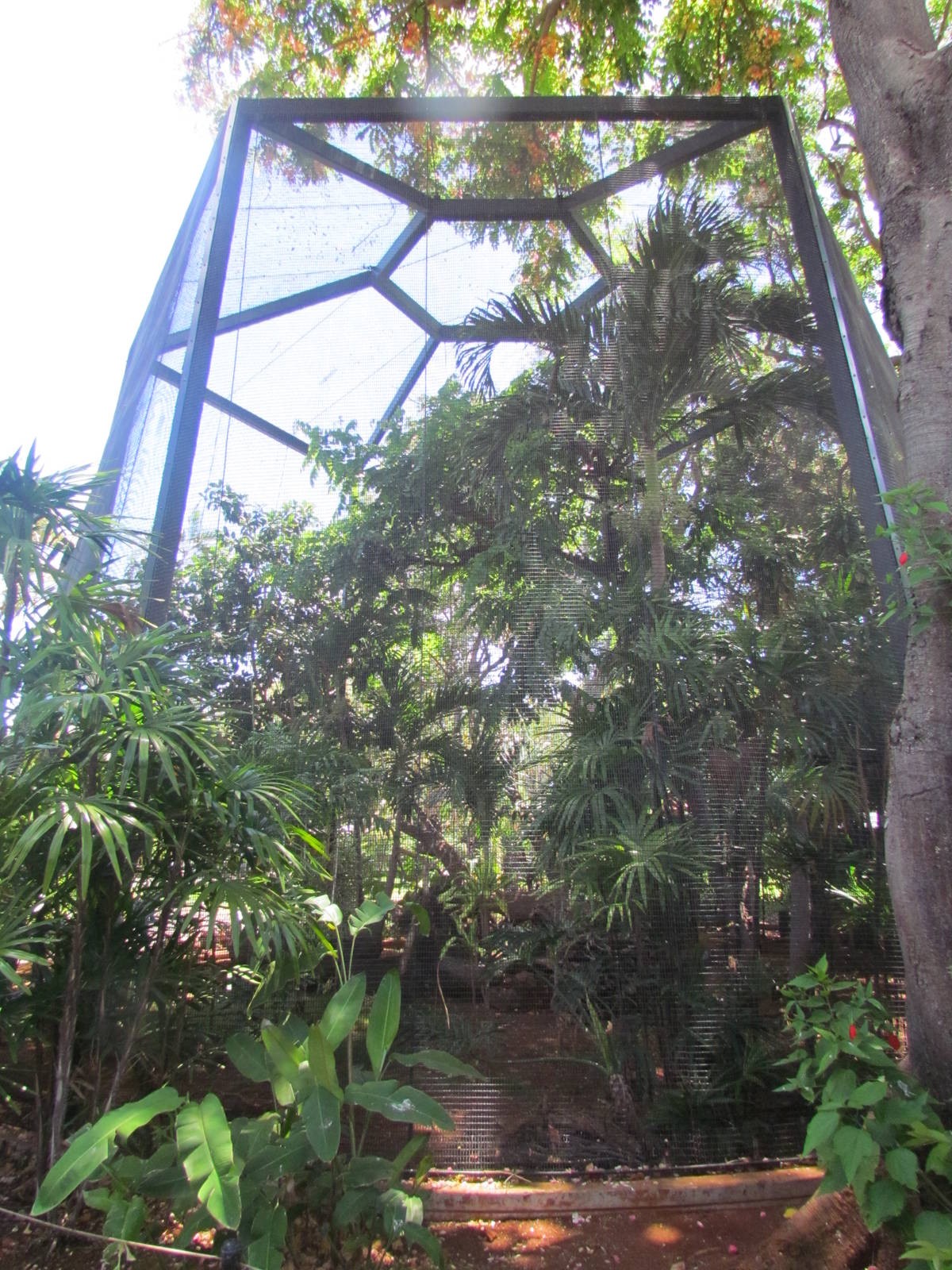 Wrinkled Hornbill Exhibit