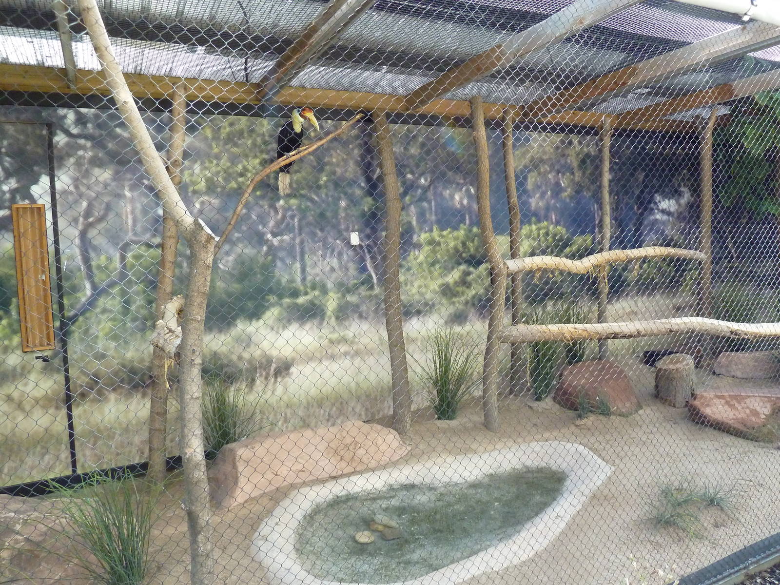 Wrinkled Hornbill Exhibit