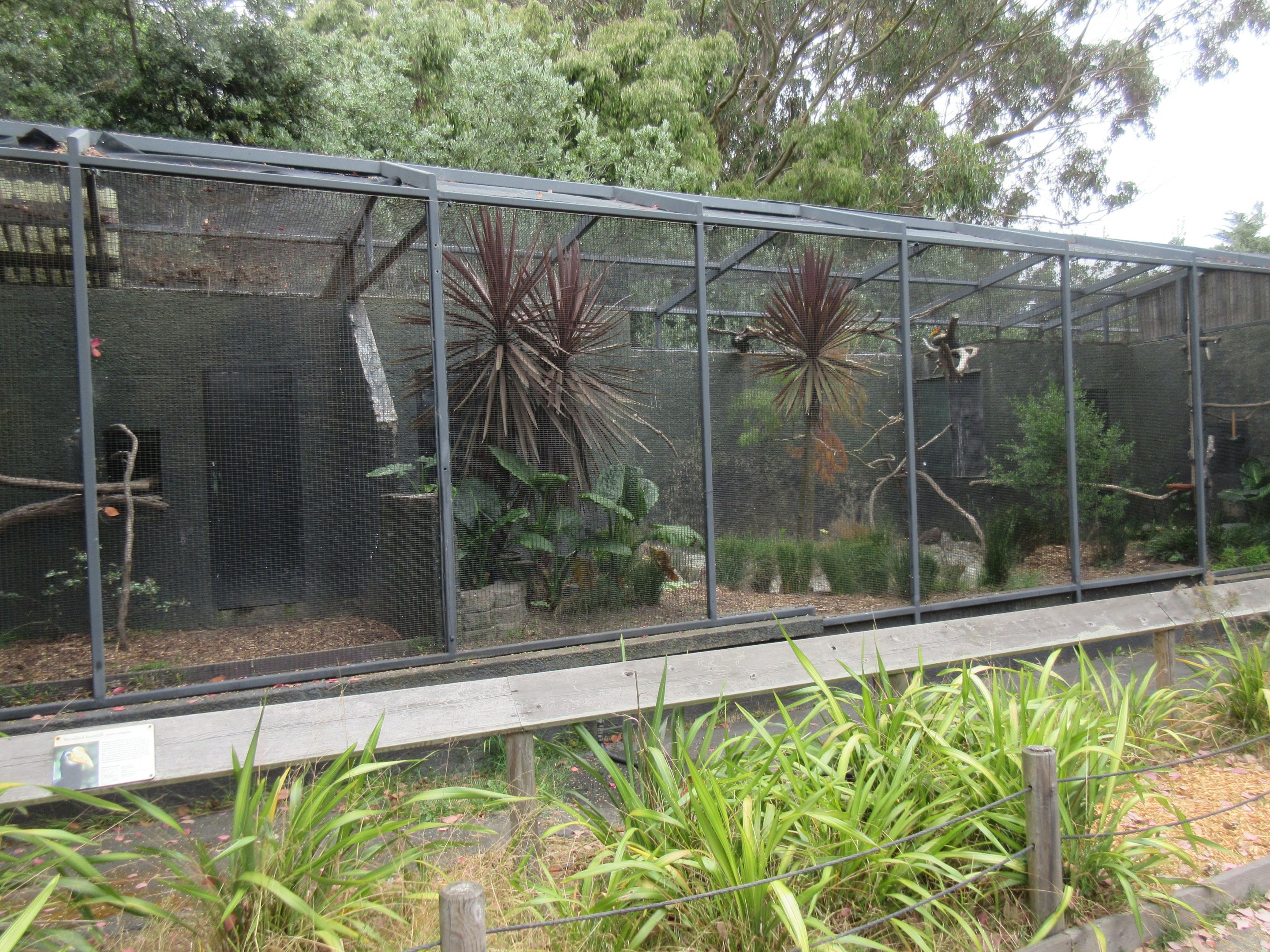 Wrinkled Hornbill Exhibit