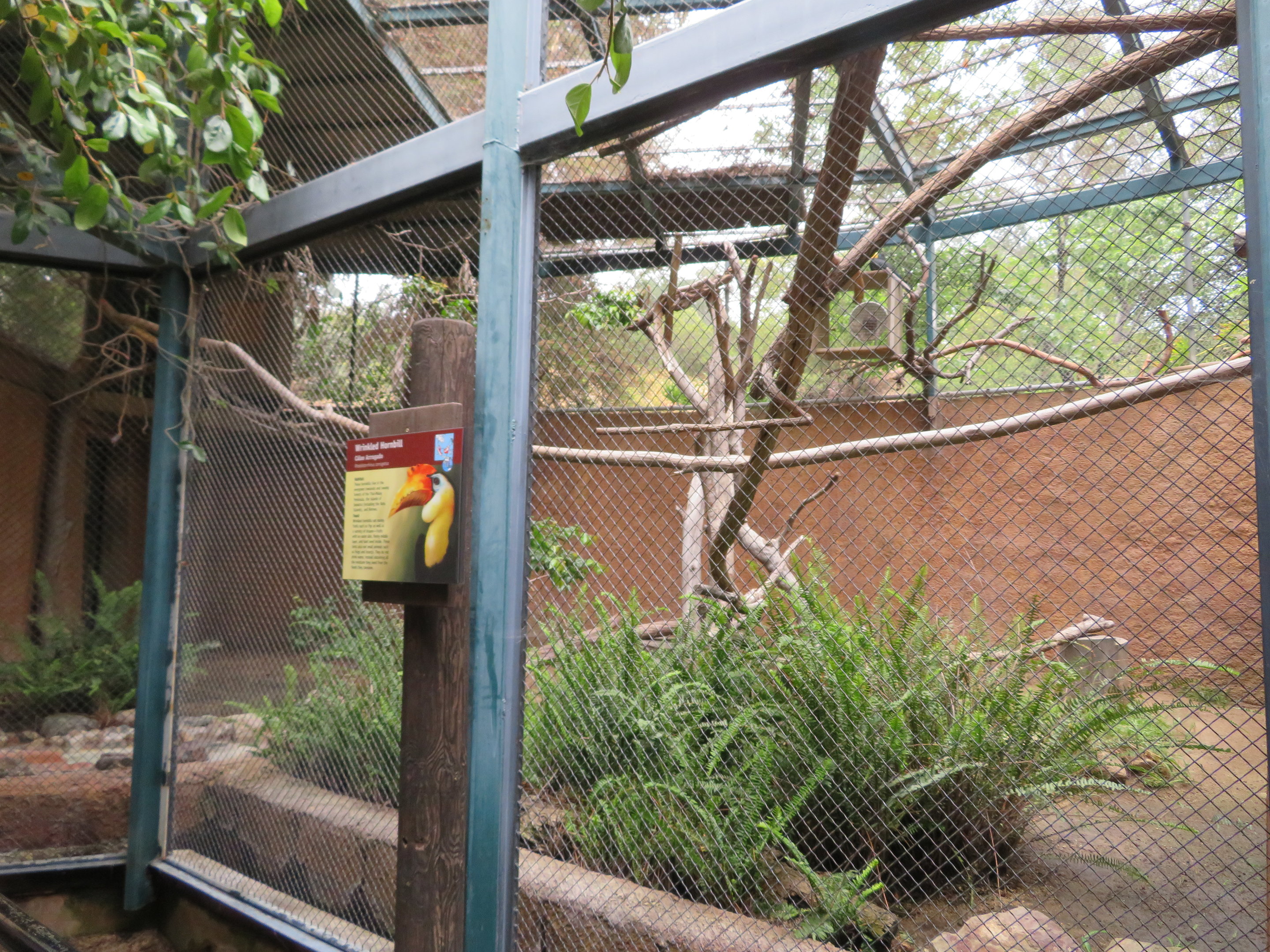 Wrinkled Hornbill Exhibit