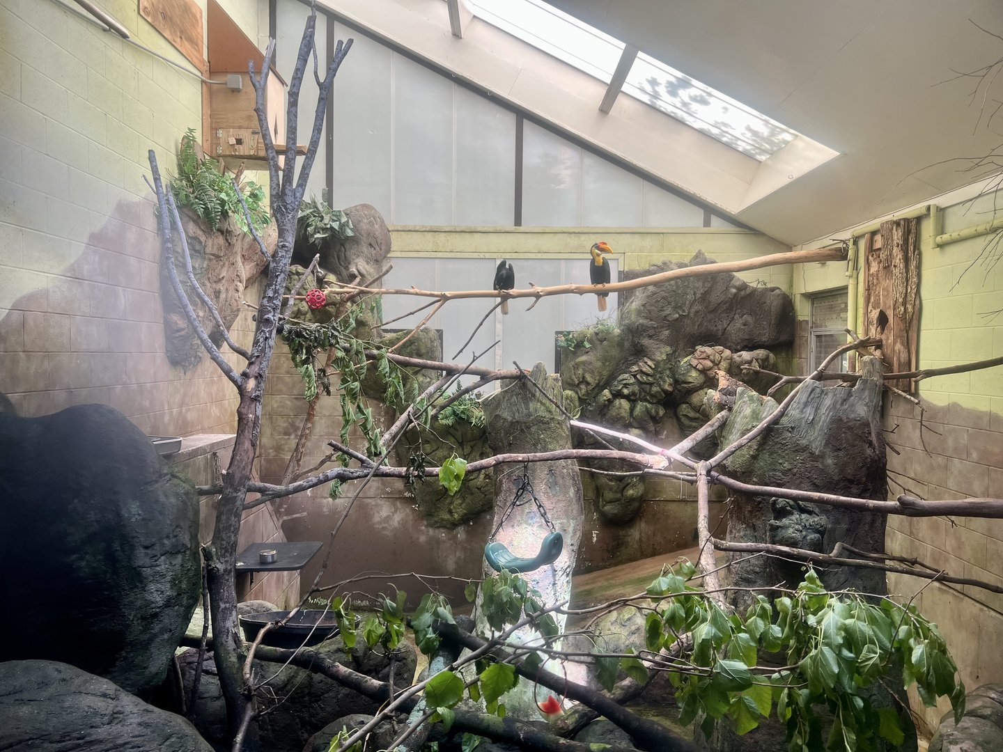 Wrinkled Hornbill Exhibit