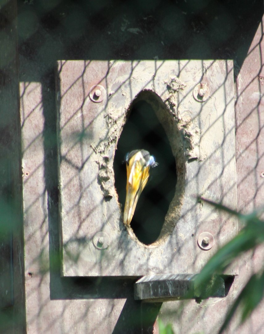 Wrinkled hornbill-female at the nest