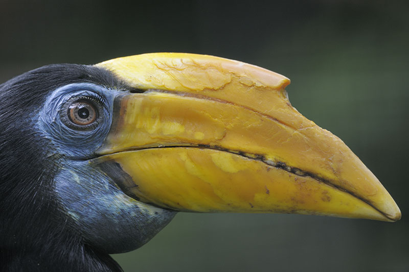 Wrinkled hornbill female