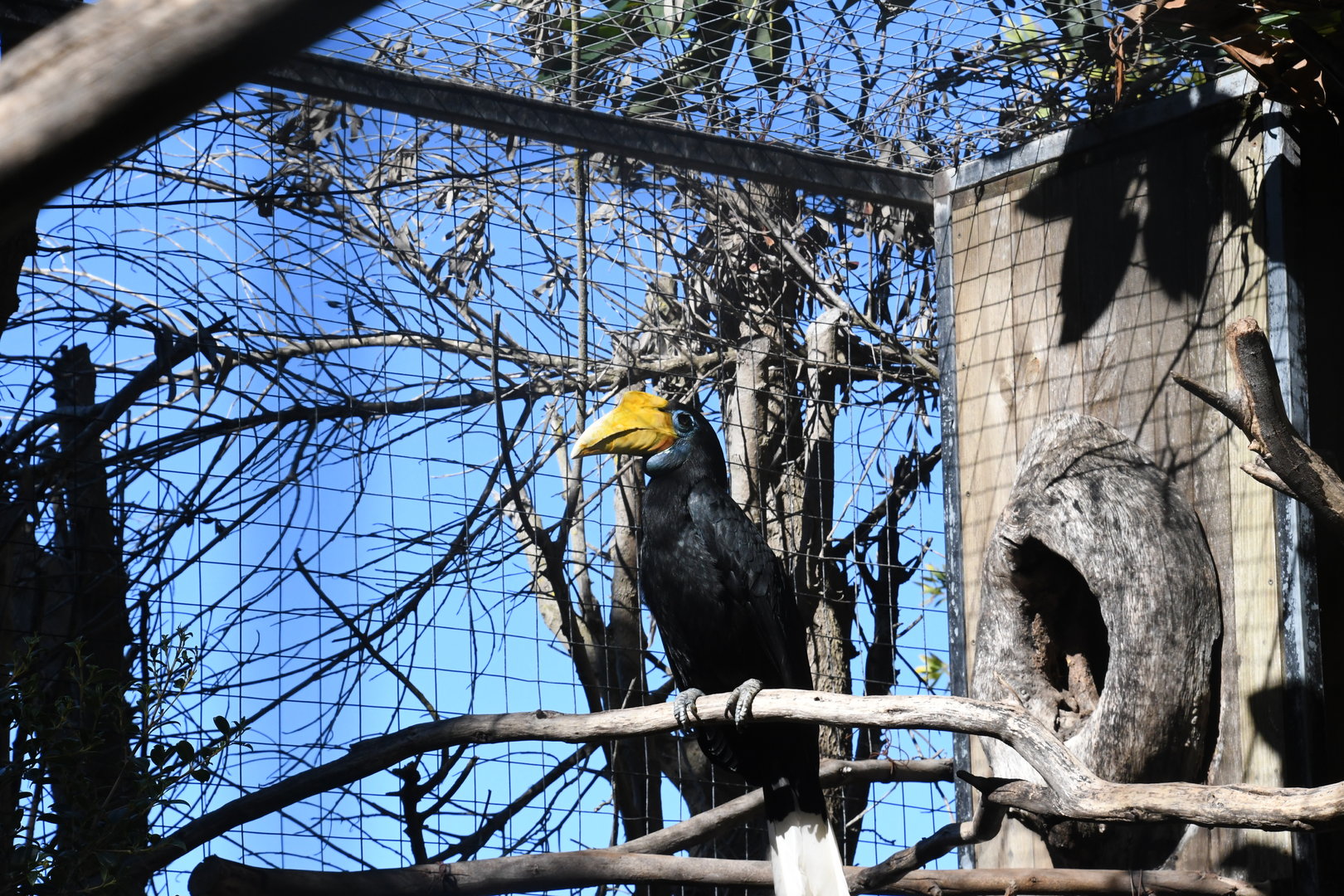Wrinkled Hornbill (female)