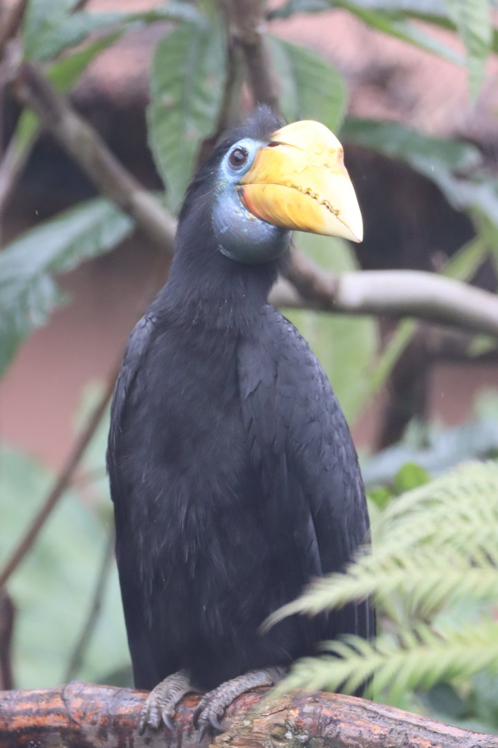 Wrinkled Hornbill, female