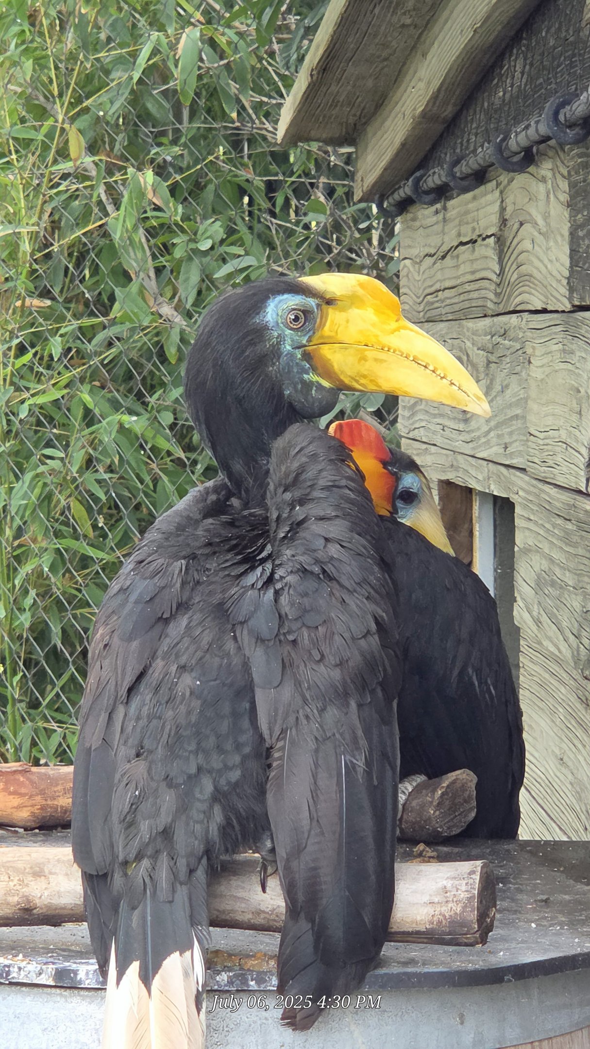 Wrinkled Hornbill - Fort Worth Zoo