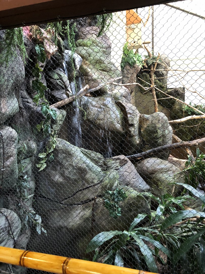 Wrinkled Hornbill Habitat (Left) - Feb, 2020