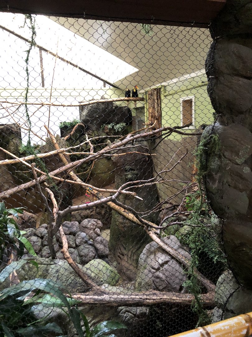 Wrinkled Hornbill Habitat (Right) - Feb, 2020