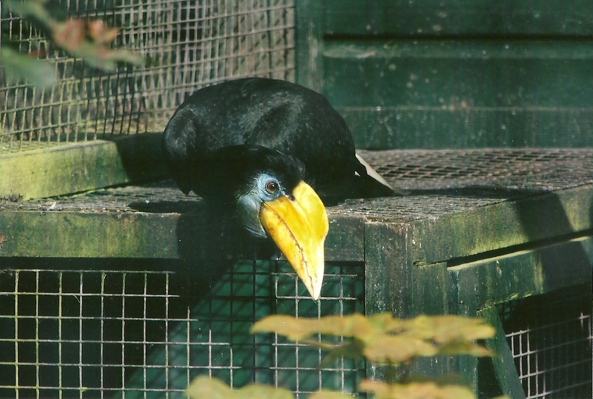 Wrinkled Hornbill hen 14th September 2012