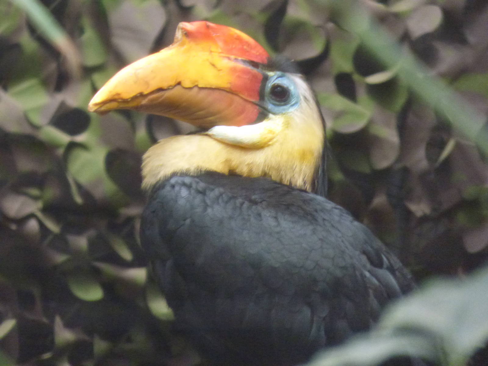 Wrinkled Hornbill in Elephant House