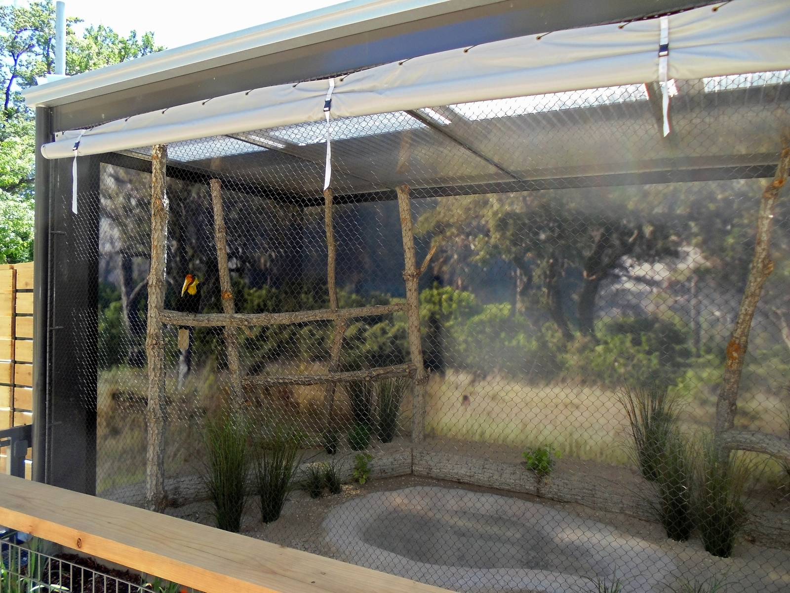 Wrinkled Hornbill in the New Bird Show Holding