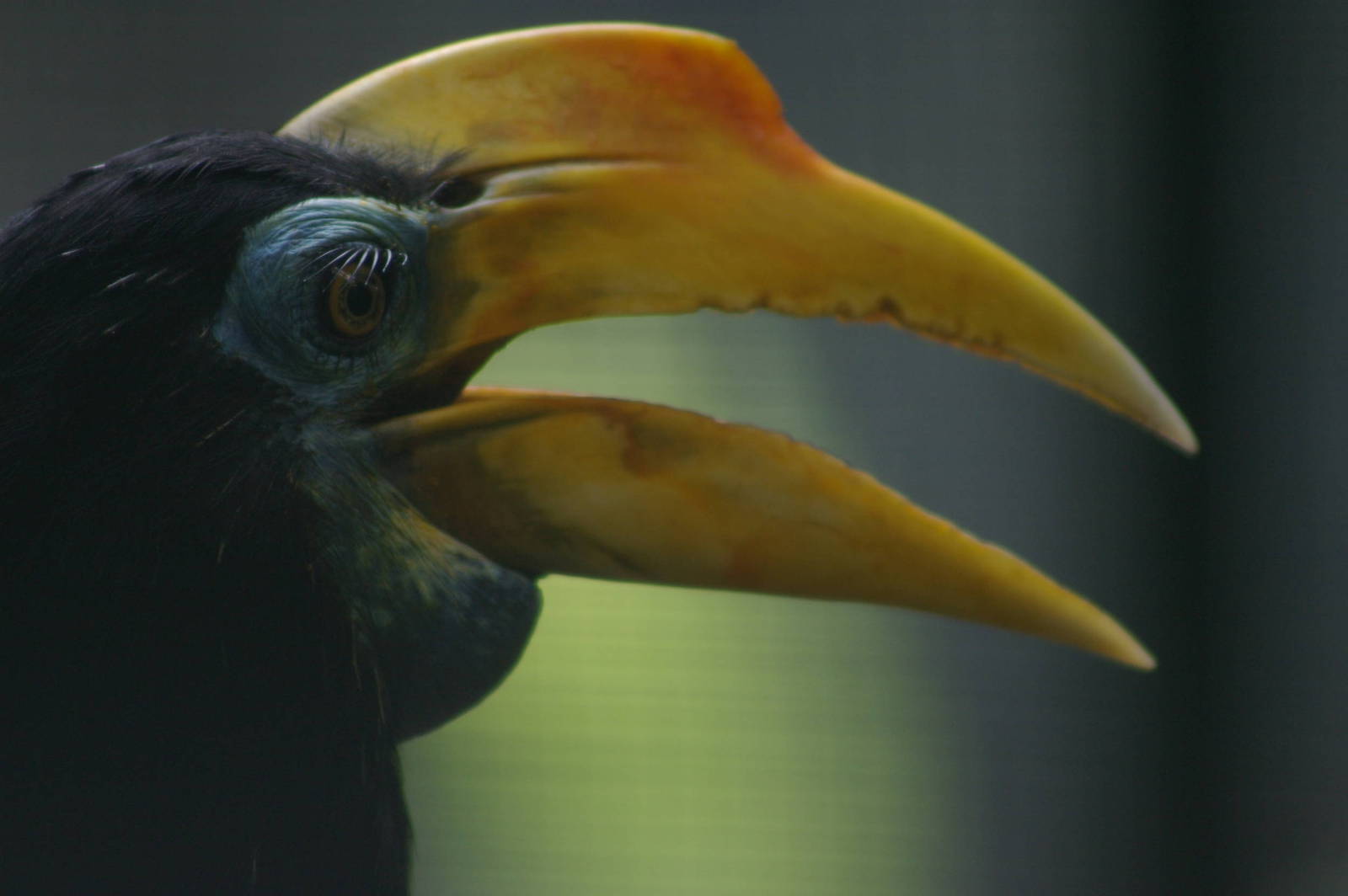 wrinkled hornbill, KL Bird Park