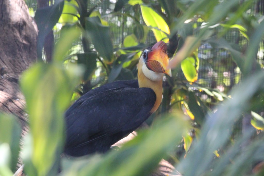 Wrinkled Hornbill male