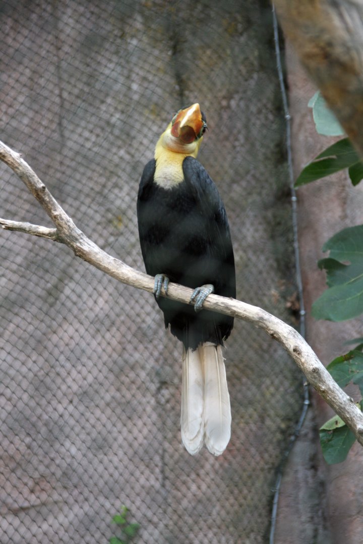 Wrinkled hornbill male