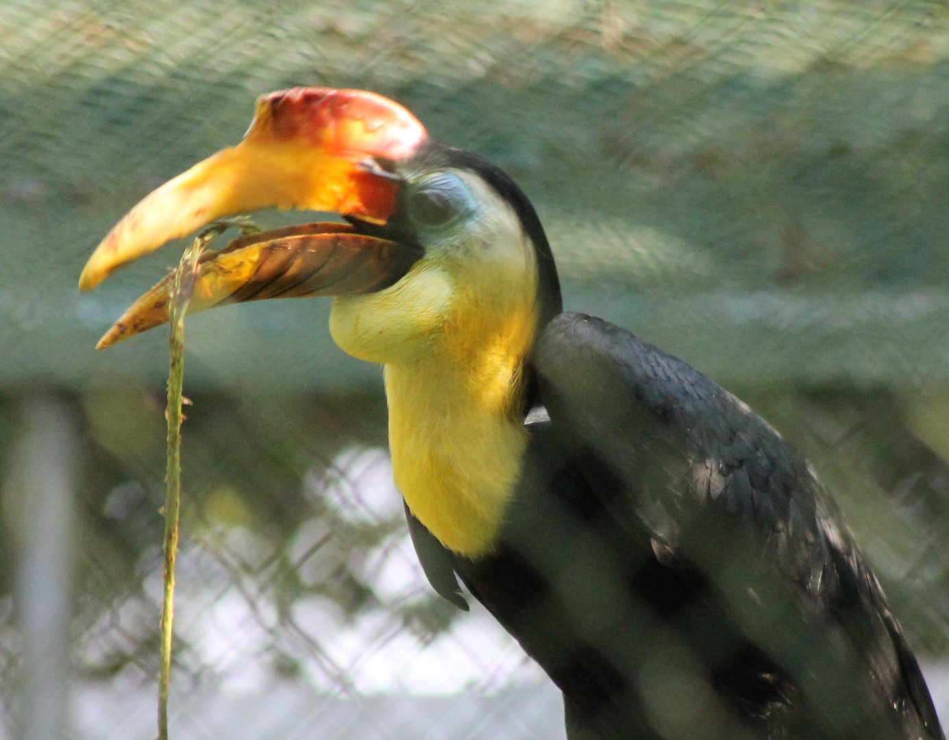 Wrinkled hornbill Male