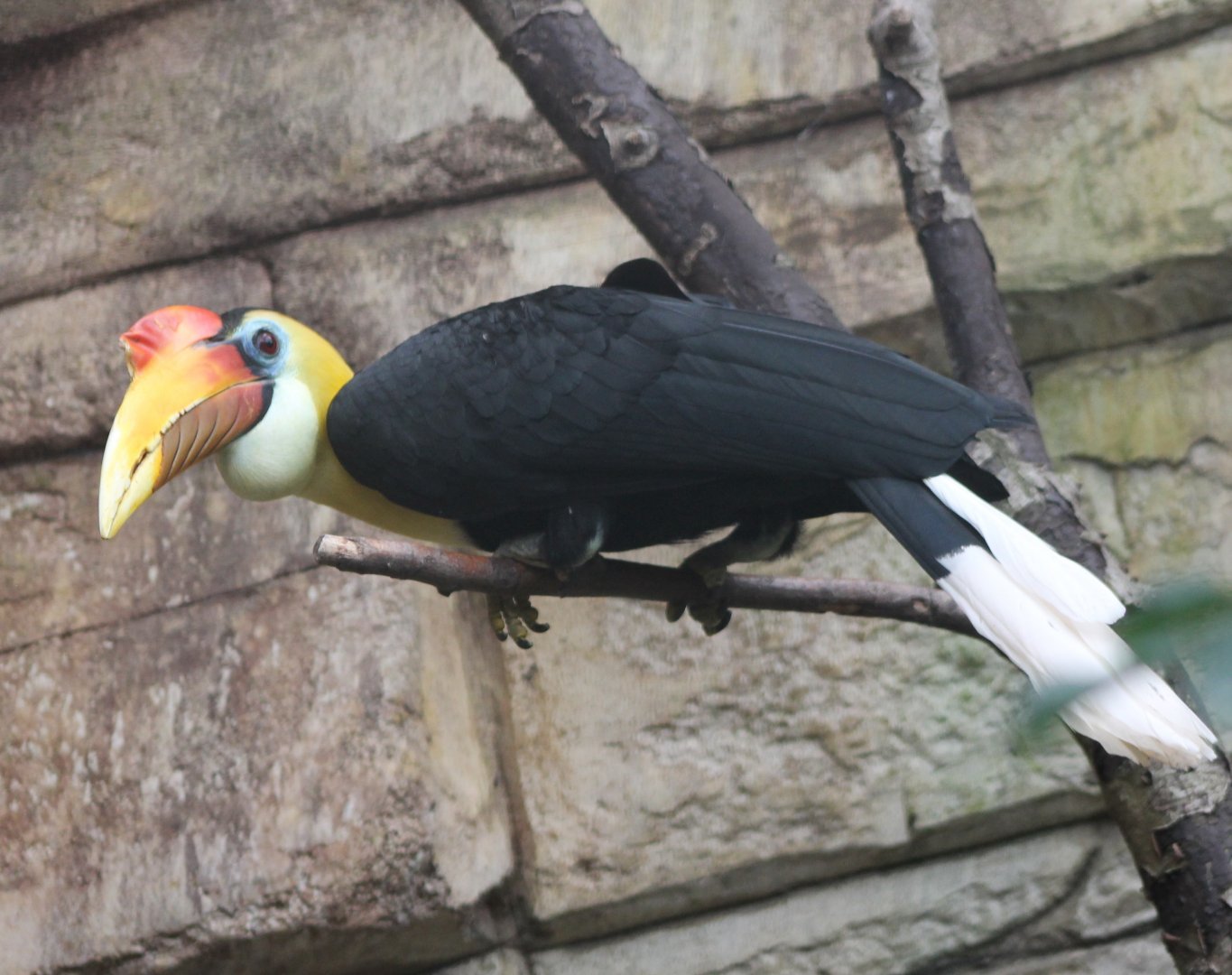 Wrinkled hornbill-male