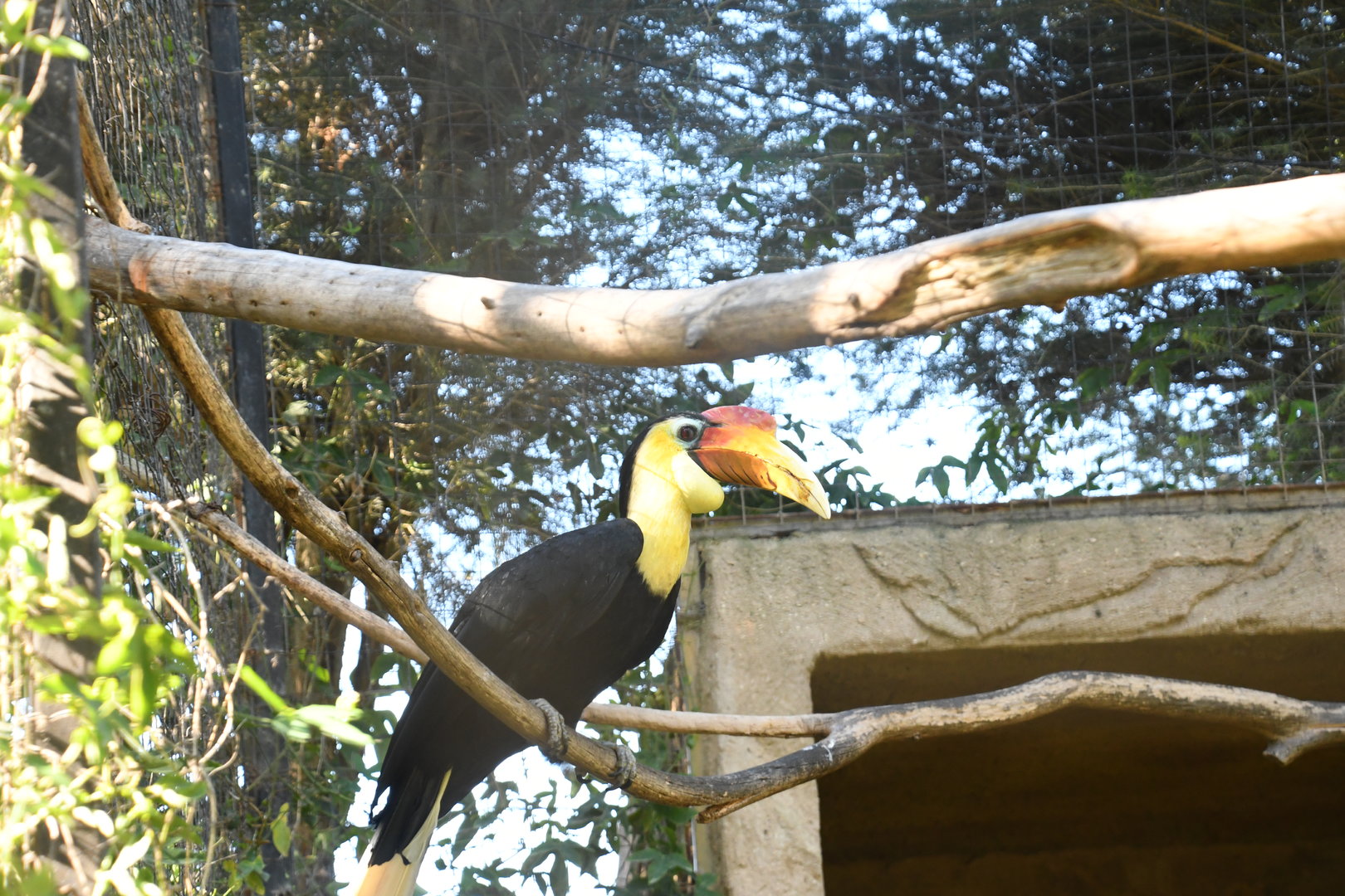 Wrinkled Hornbill (male)