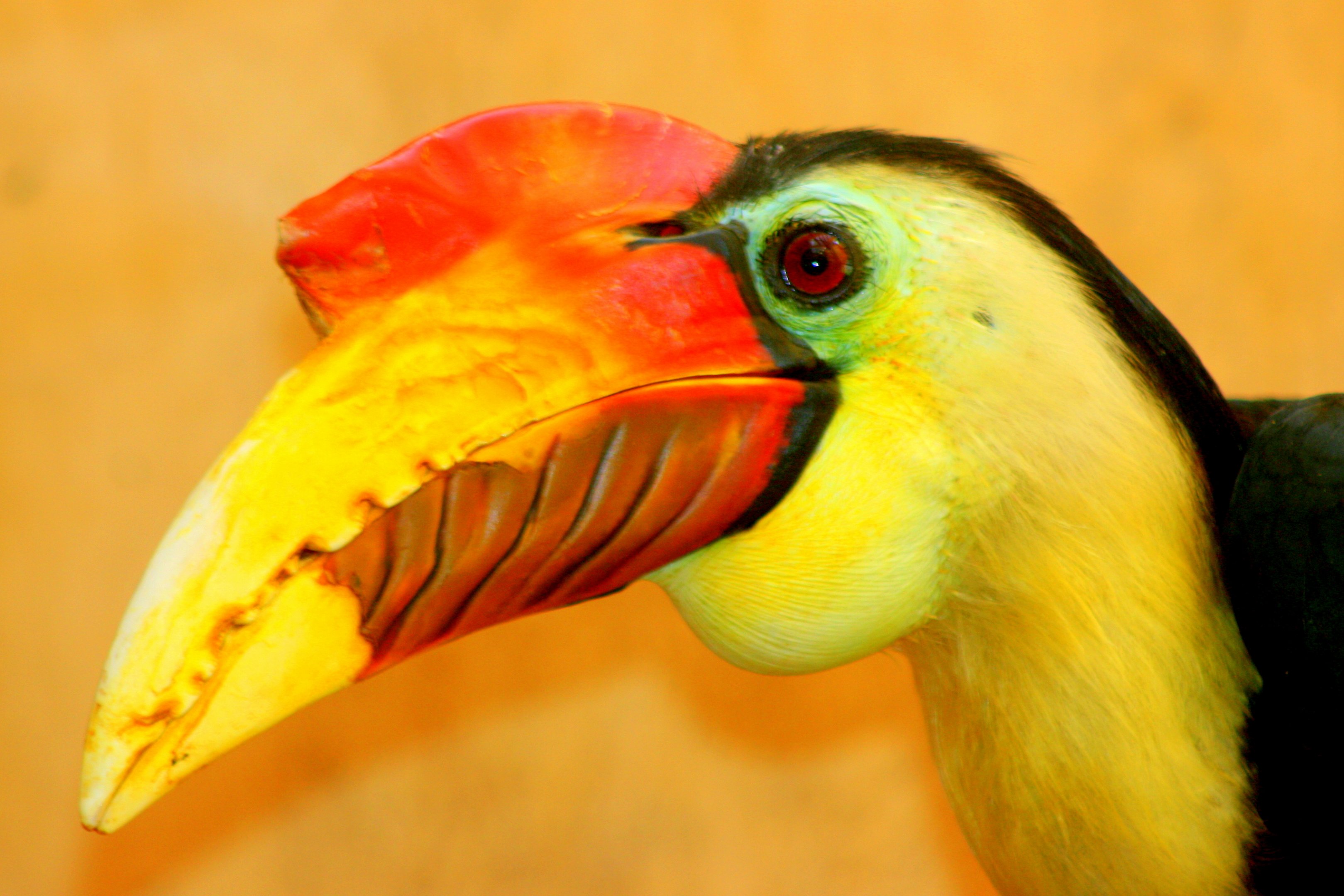 Wrinkled hornbill; Marwell; 6th August 2017