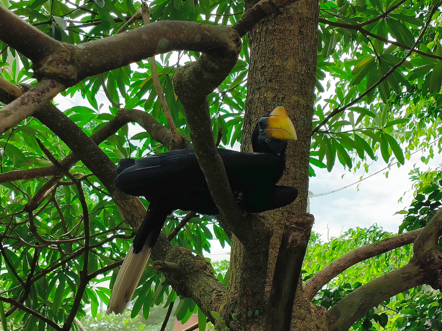 Wrinkled Hornbill - "Nila"