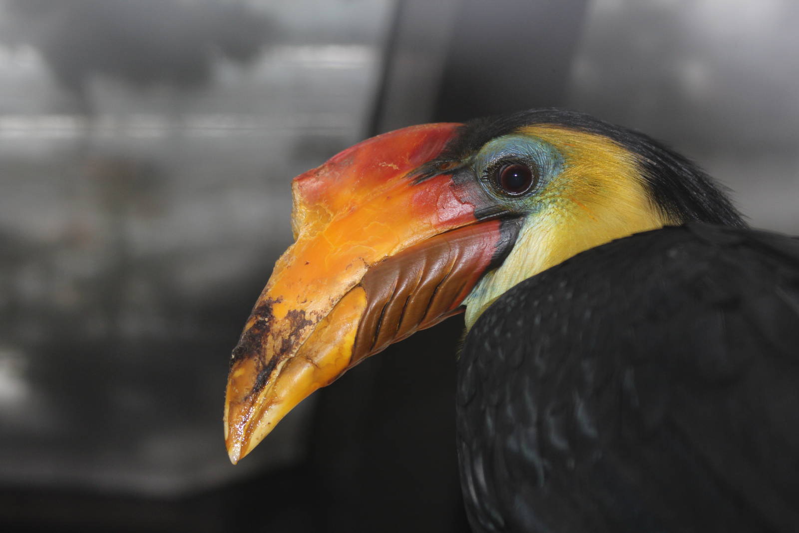 Wrinkled Hornbill - Nov 2012