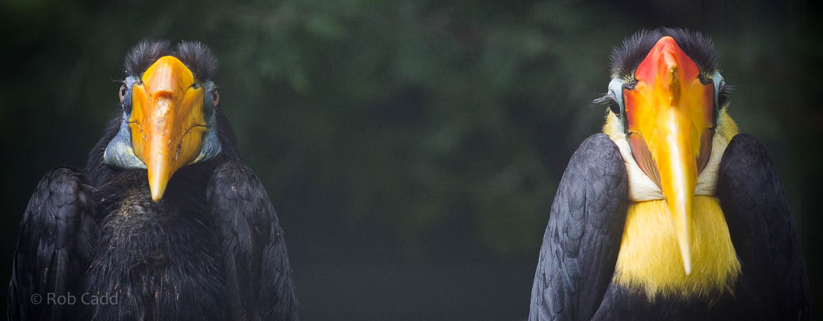 Wrinkled hornbill : Paignton : 23 Sep 2015